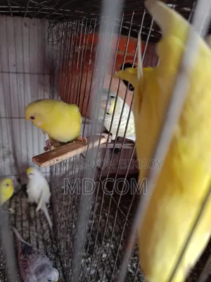 Lutino Red Eye Budgerigar