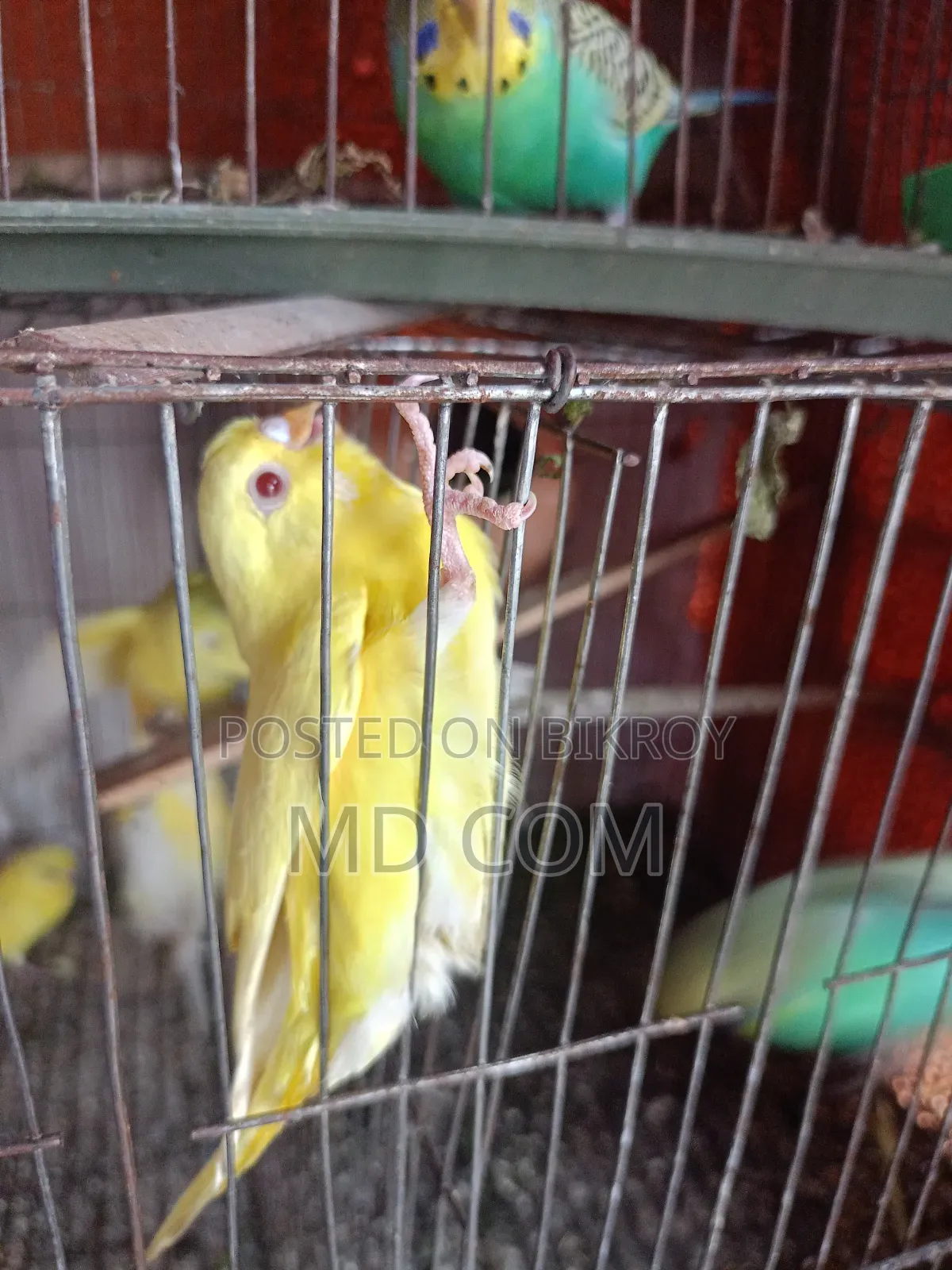 Lutino Red Eye Budgerigar