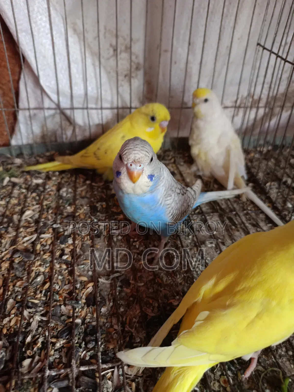 Classic Budgerigar