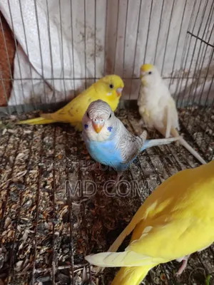 Classic Budgerigar