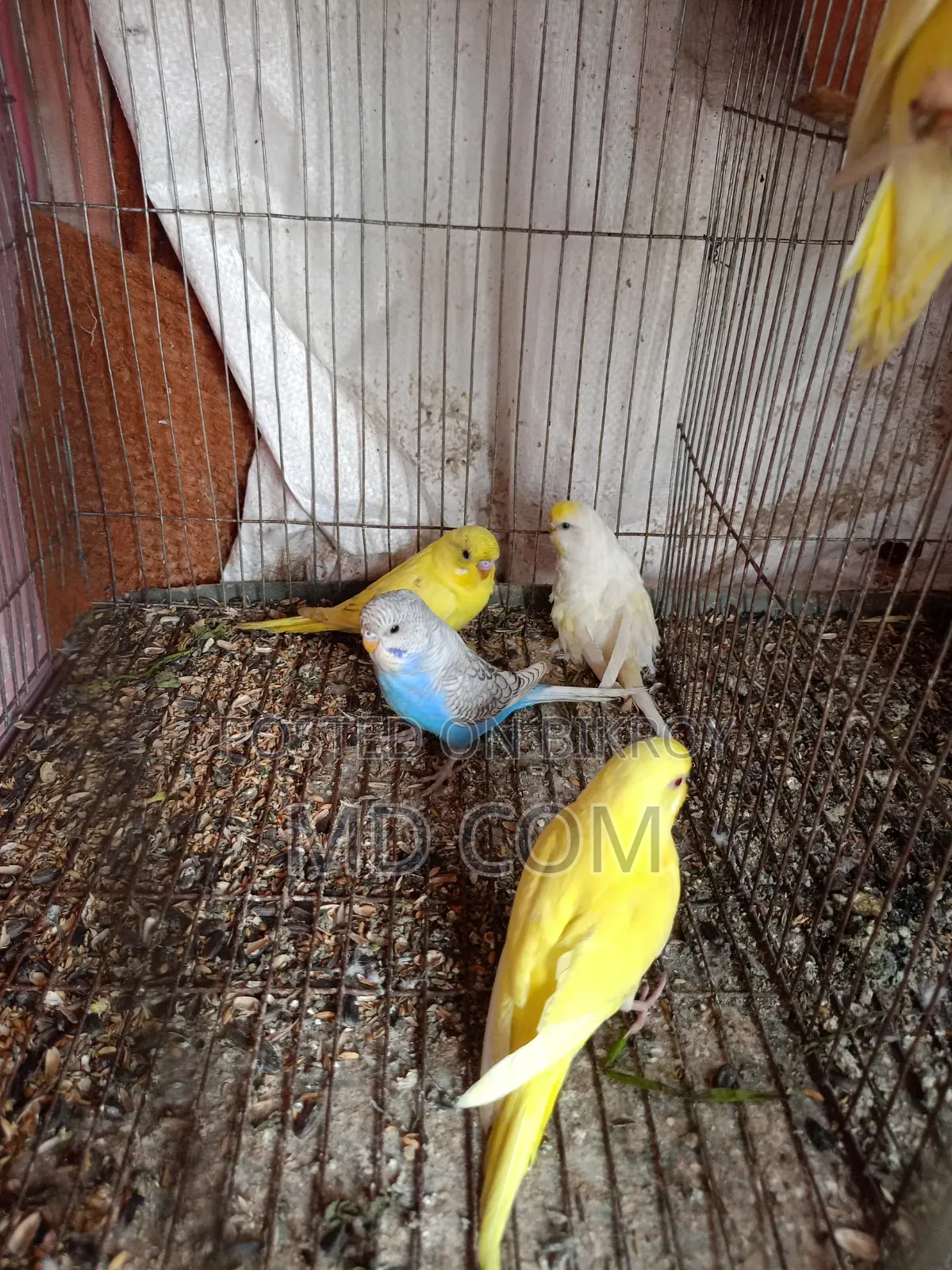 Classic Budgerigar