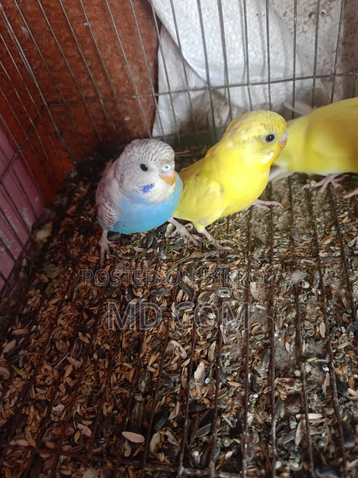 Classic Budgerigar