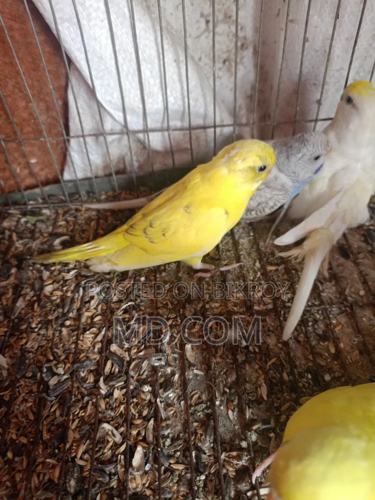 Classic Budgerigar