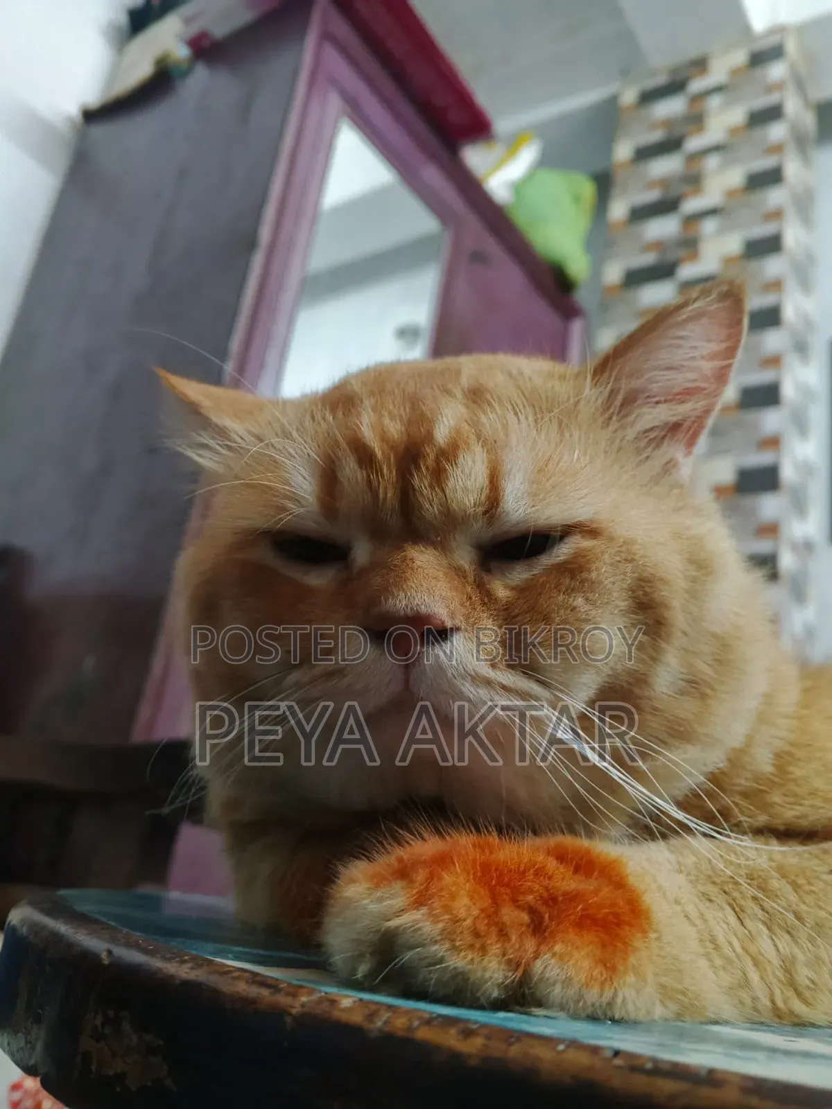 1+ year Male Purebred Persian