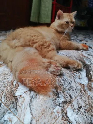 1+ year Male Purebred Persian
