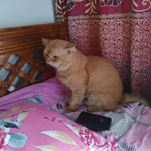 1+ year Male Purebred Persian