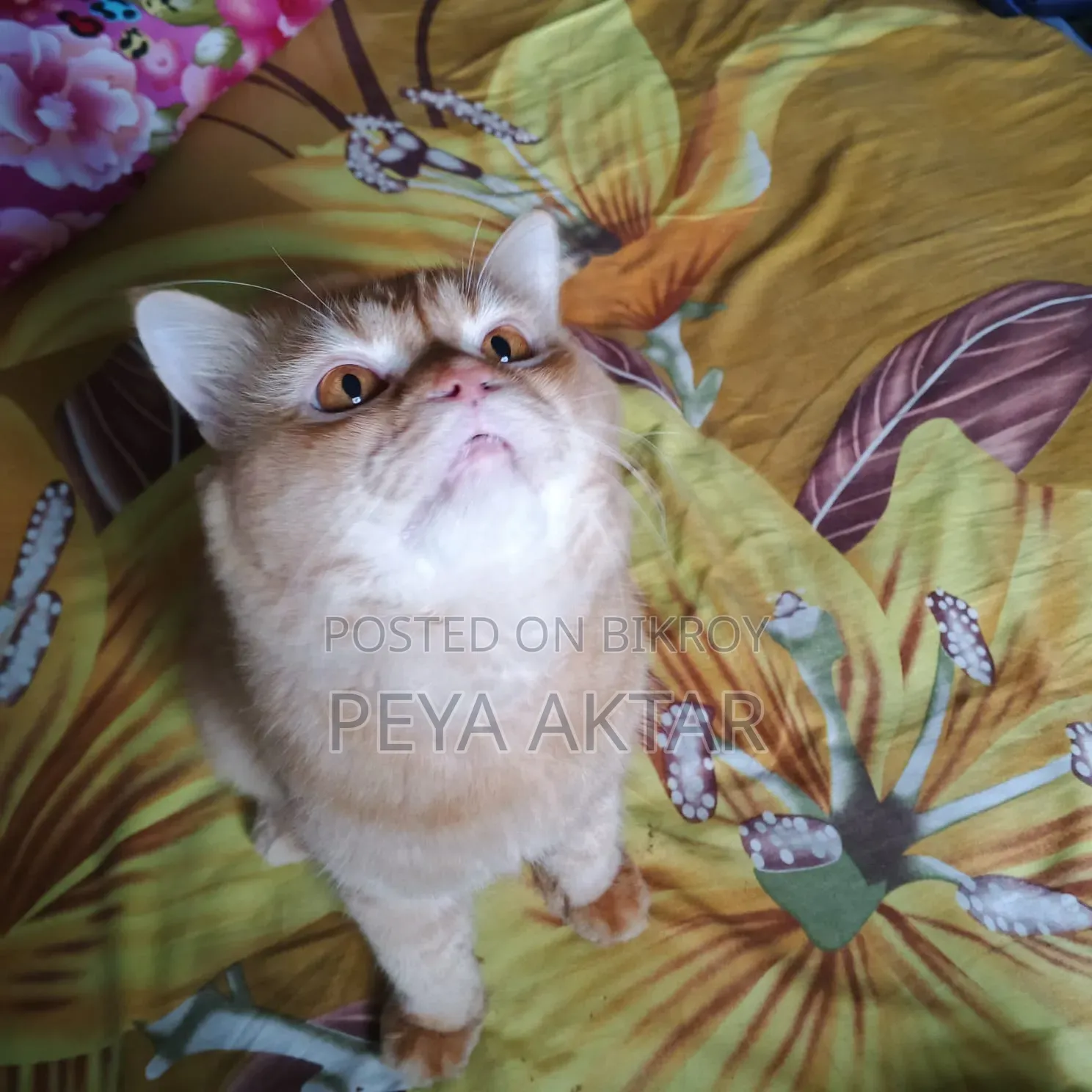 1+ year Male Purebred Persian