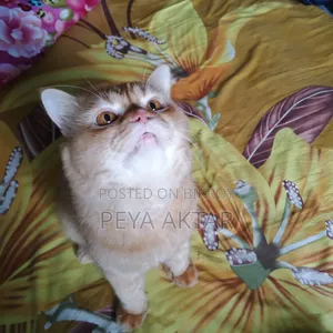 1+ year Male Purebred Persian