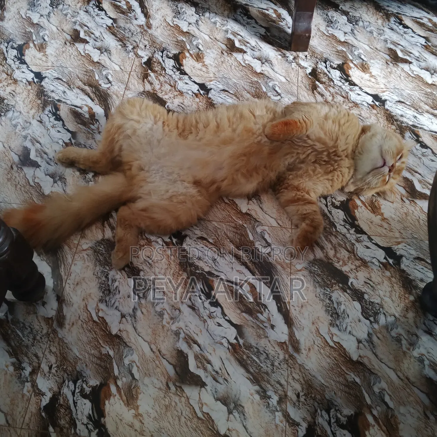 1+ year Male Purebred Persian
