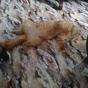 1+ year Male Purebred Persian