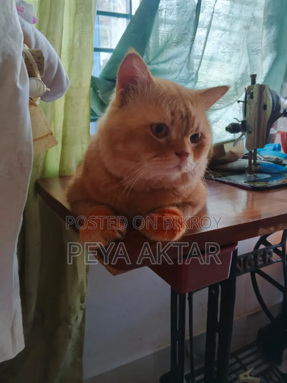 1+ year Male Purebred Persian