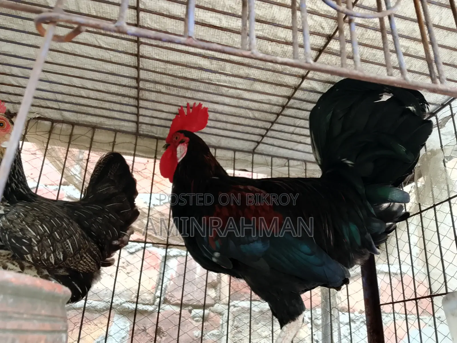 Desi Rooster