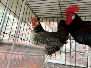 Desi Rooster