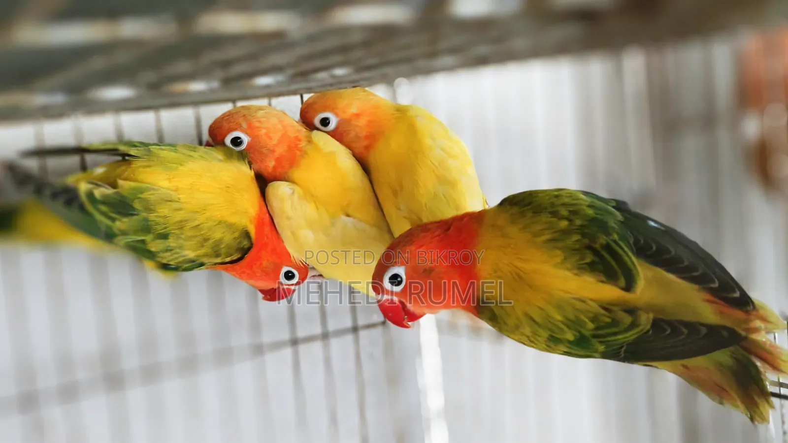 Top Quality Lovebird