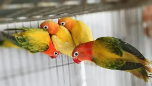 Top Quality Lovebird