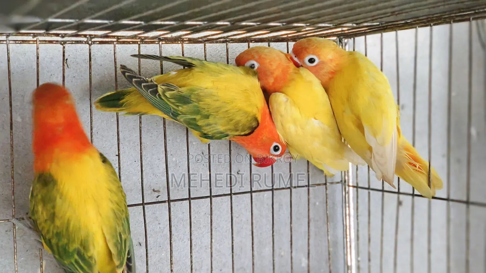 Top Quality Lovebird