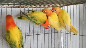 Top Quality Lovebird