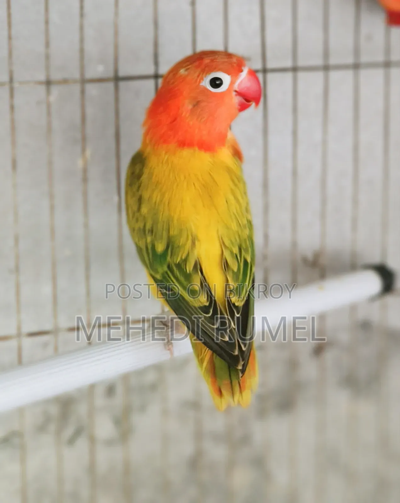 Top Quality Lovebird
