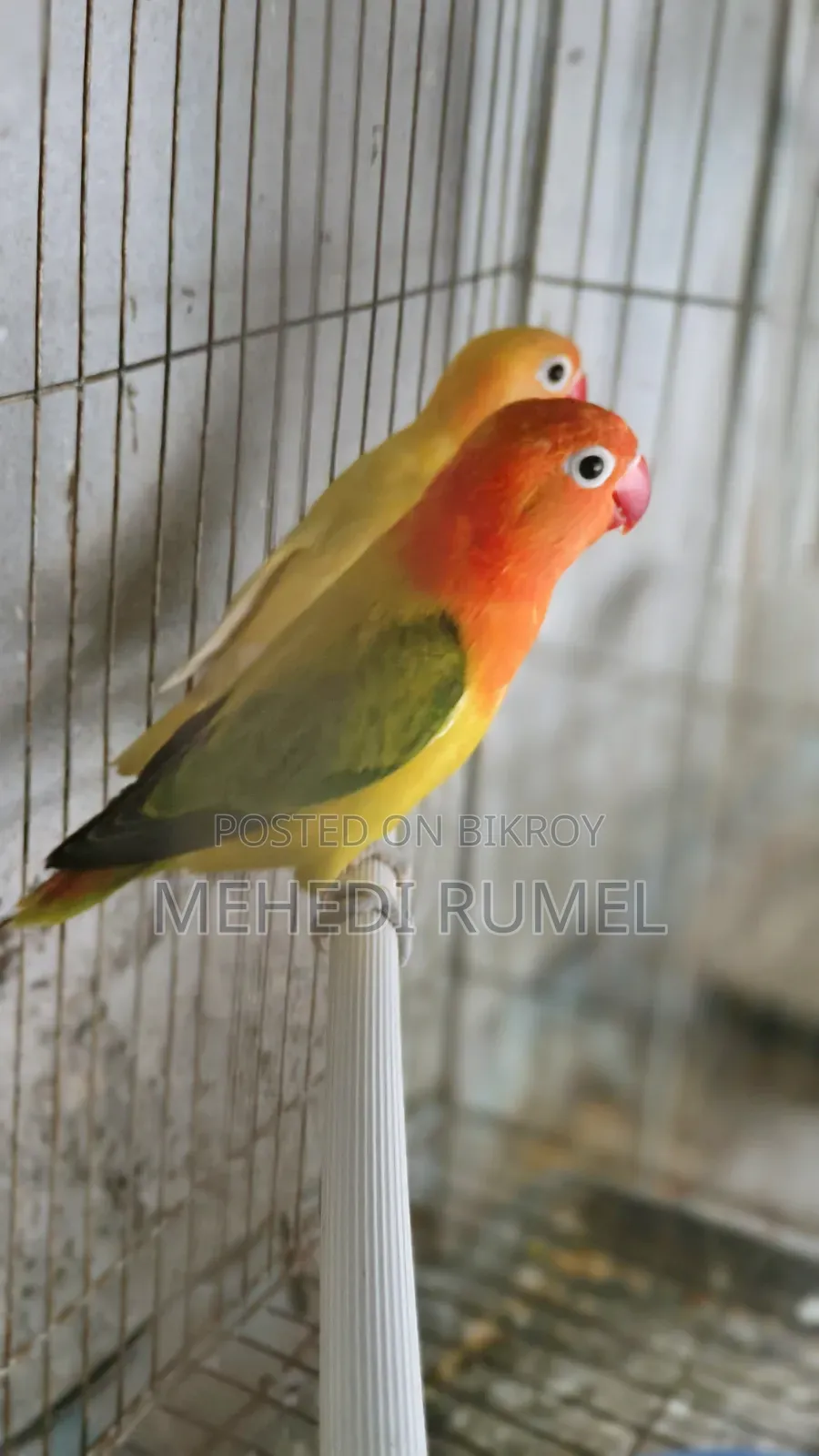 Top Quality Lovebird