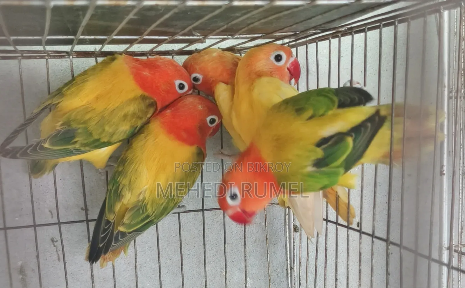 Top Quality Lovebird