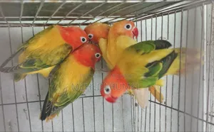 Top Quality Lovebird