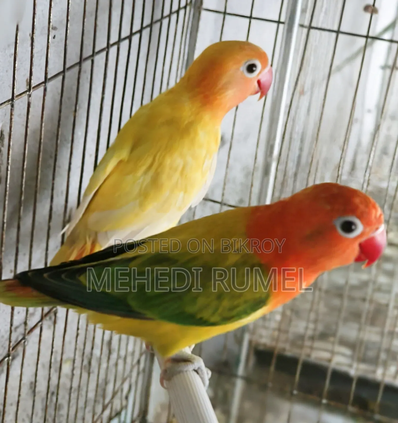 Top Quality Lovebird