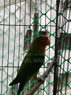 1 pair of Lovebirds for sale