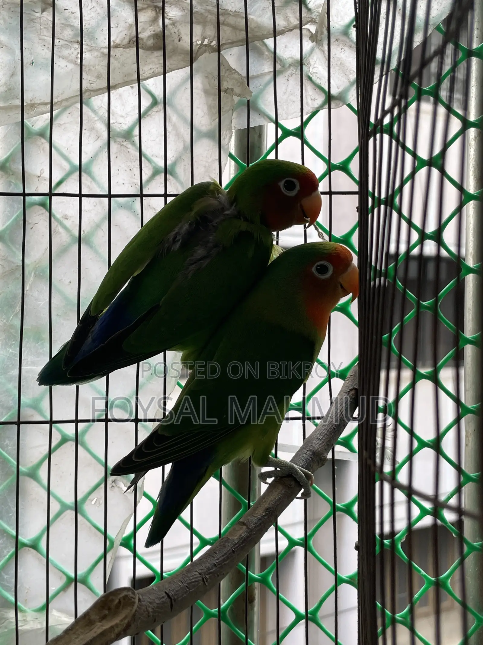1 pair of Lovebirds for sale