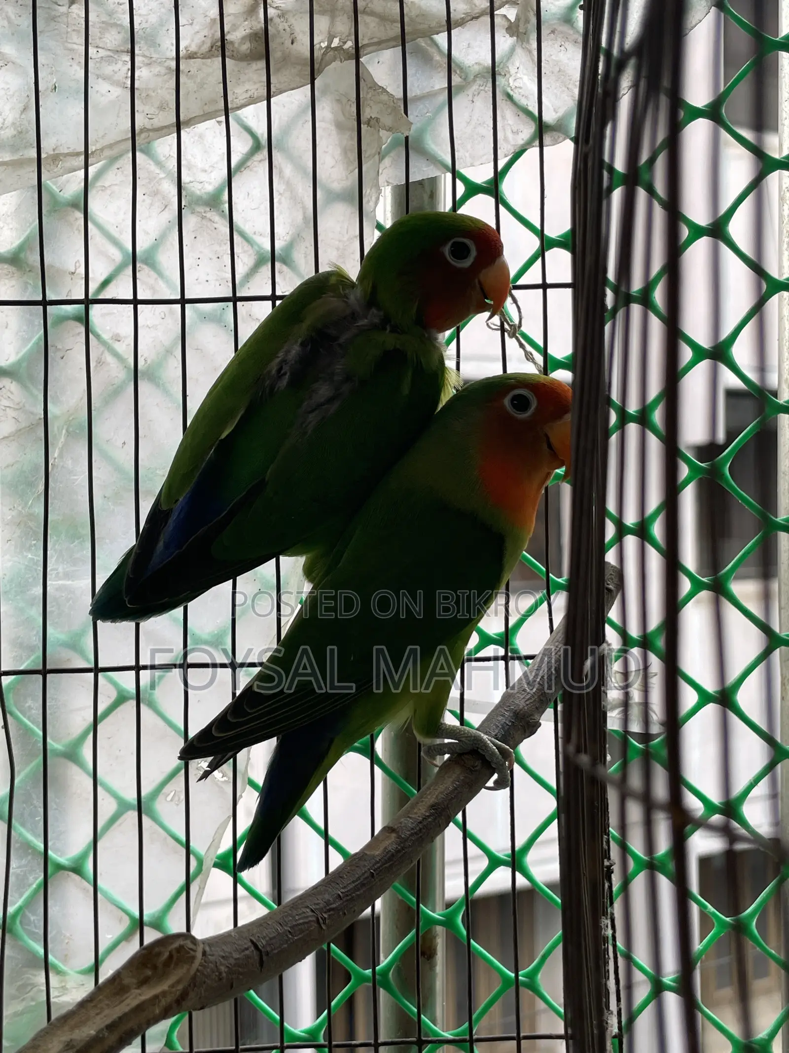 1 pair of Lovebirds for sale