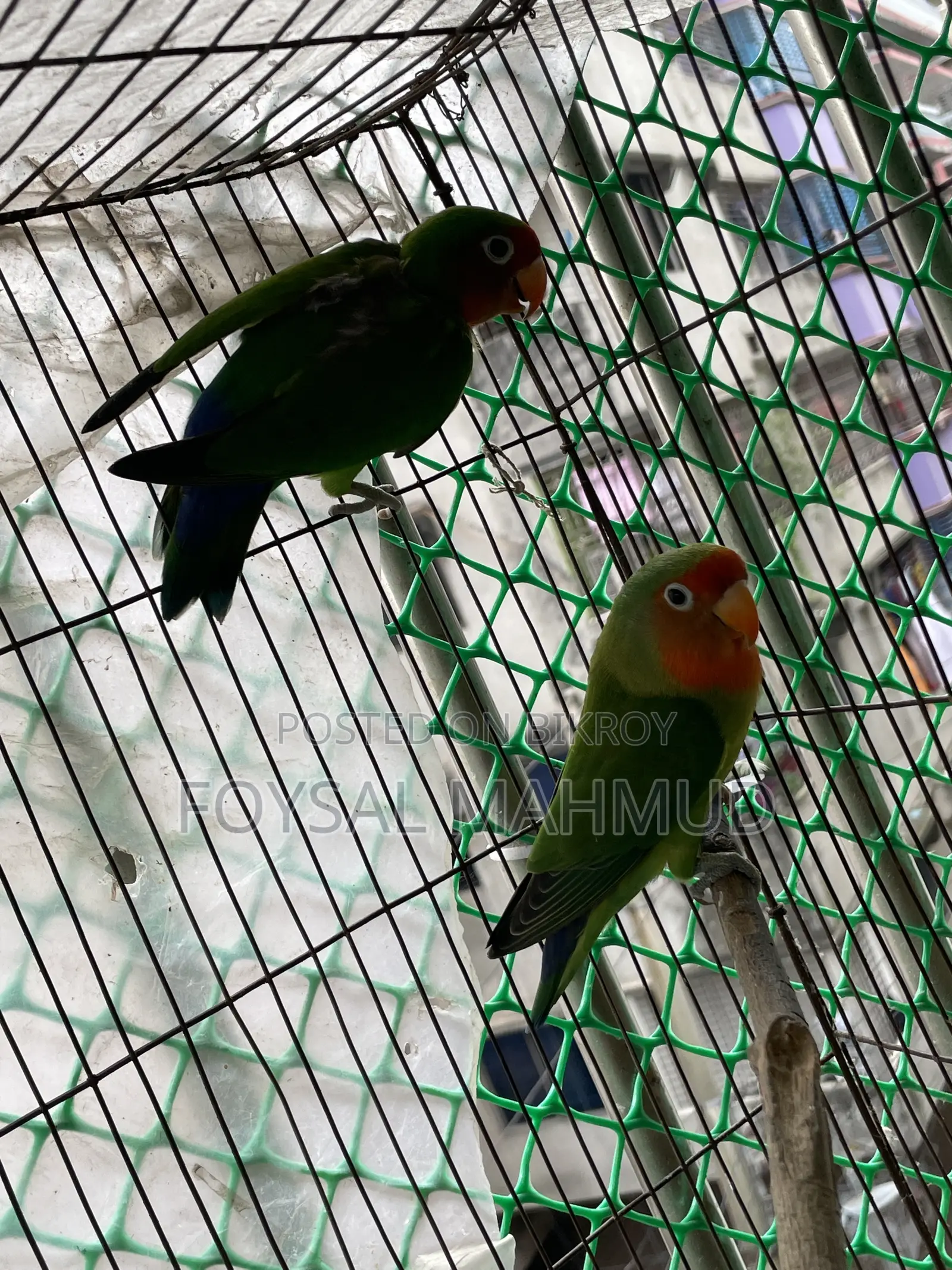 1 pair of Lovebirds for sale