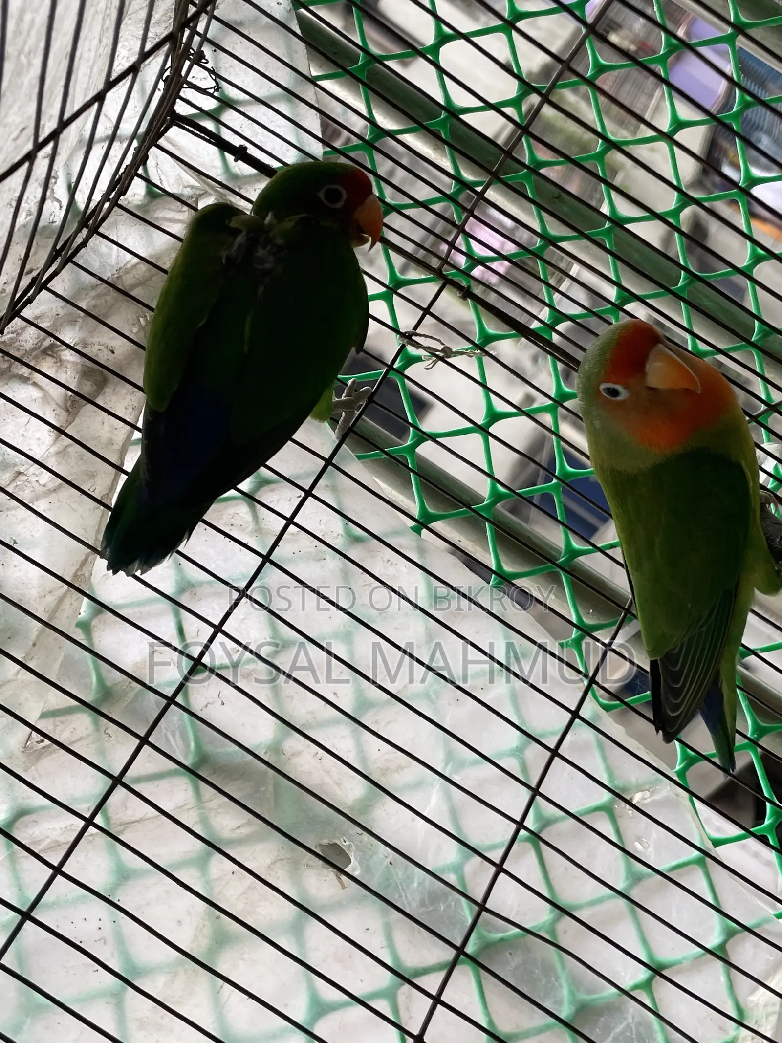 1 pair of Lovebirds for sale