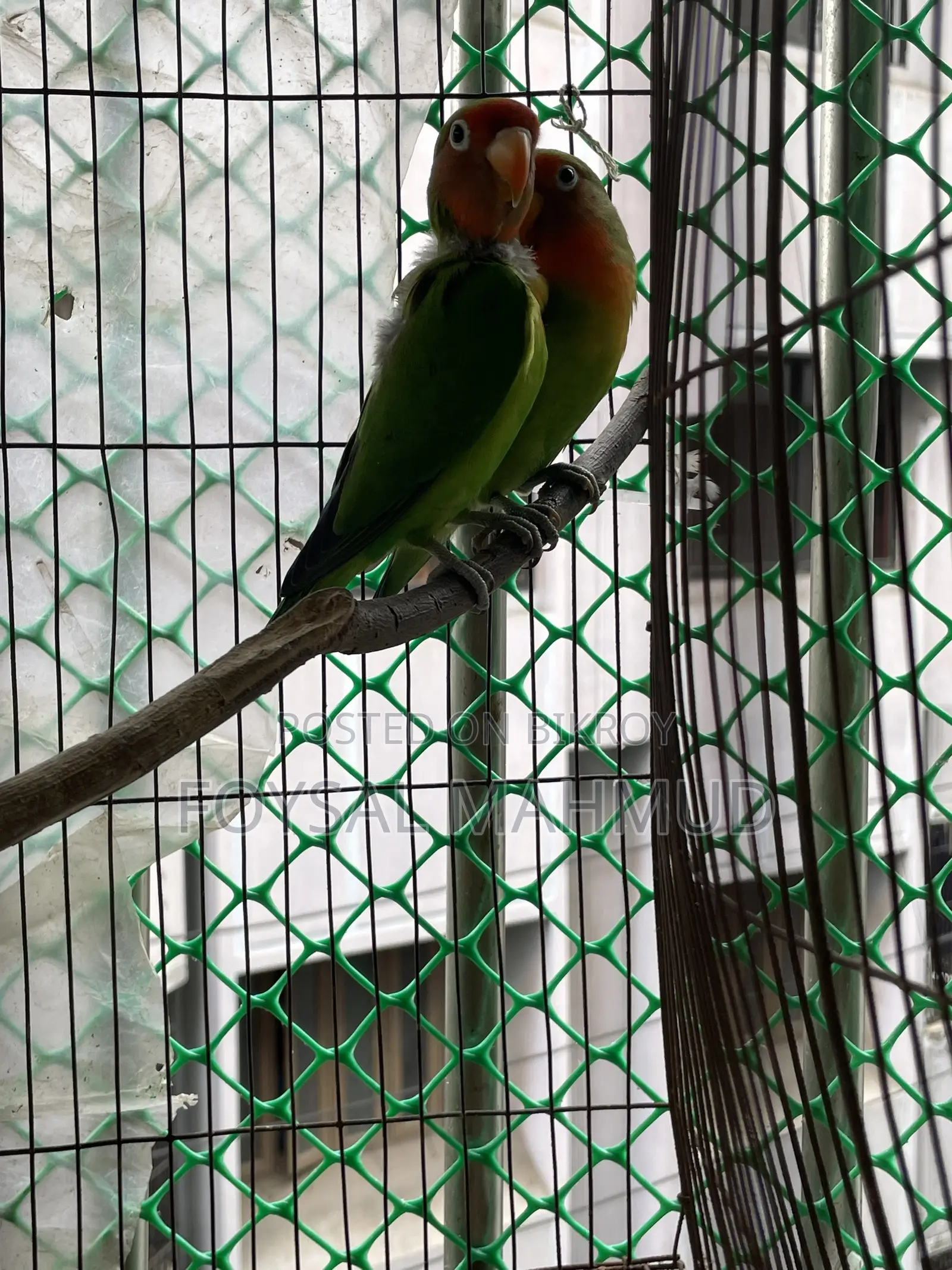 1 pair of Lovebirds for sale