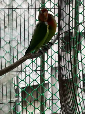 1 pair of Lovebirds for sale