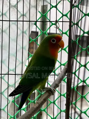 1 pair of Lovebirds for sale