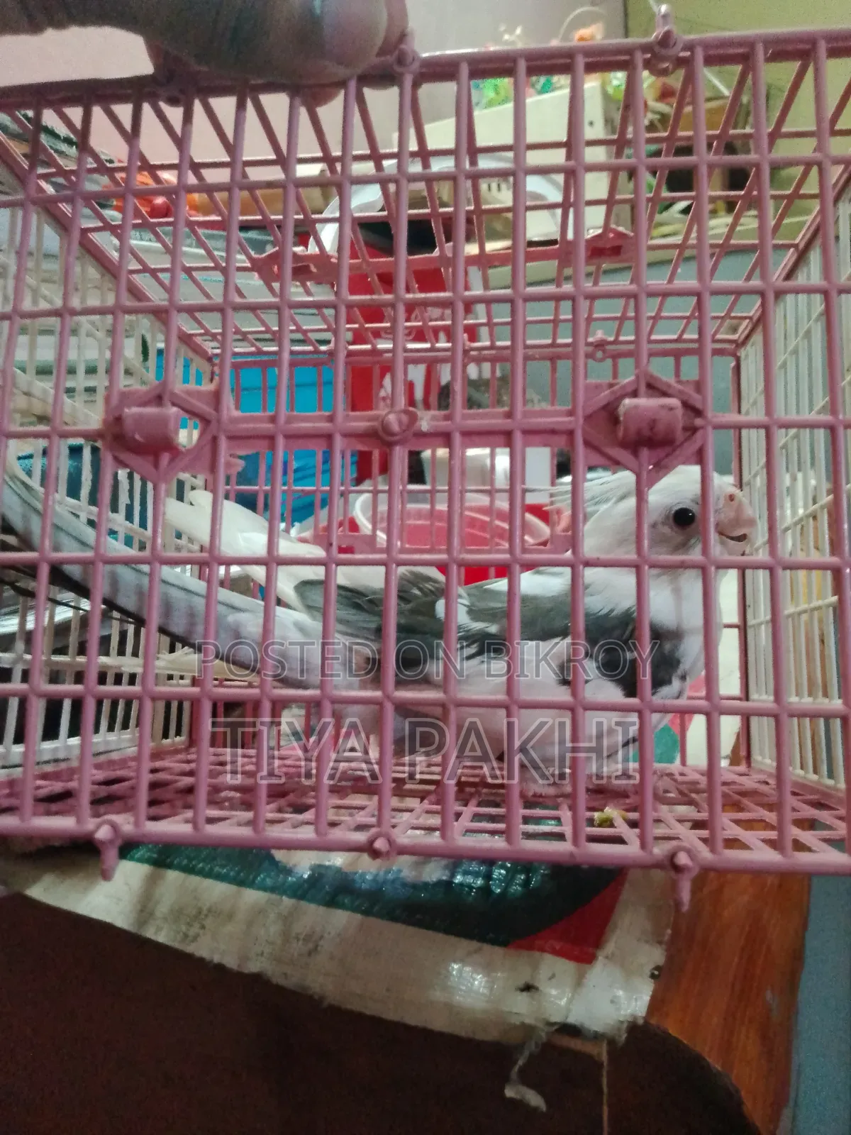 Cockatiel Bird Sale/Exchange