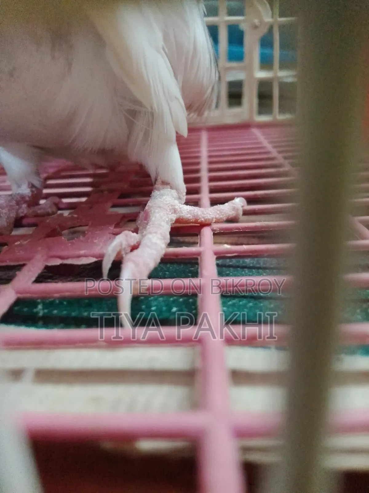 Cockatiel Bird Sale/Exchange