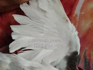 Cockatiel Bird Sale/Exchange