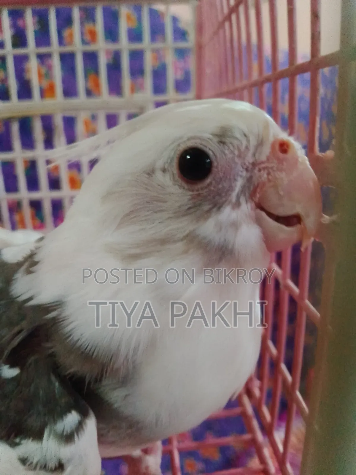 Cockatiel Bird Sale/Exchange