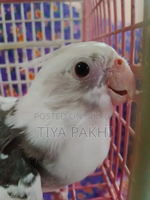 Cockatiel Bird Sale/Exchange