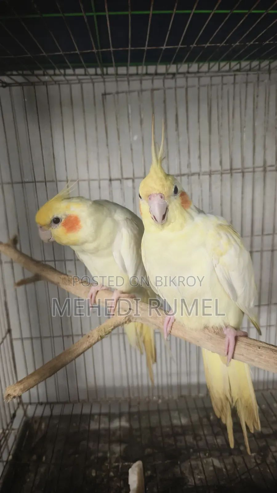 Cockatiel Pair 4500 Taka