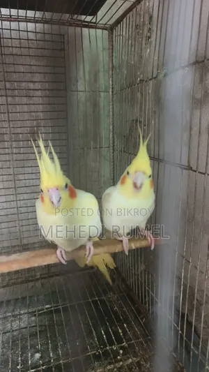 Cockatiel Pair 4500 Taka