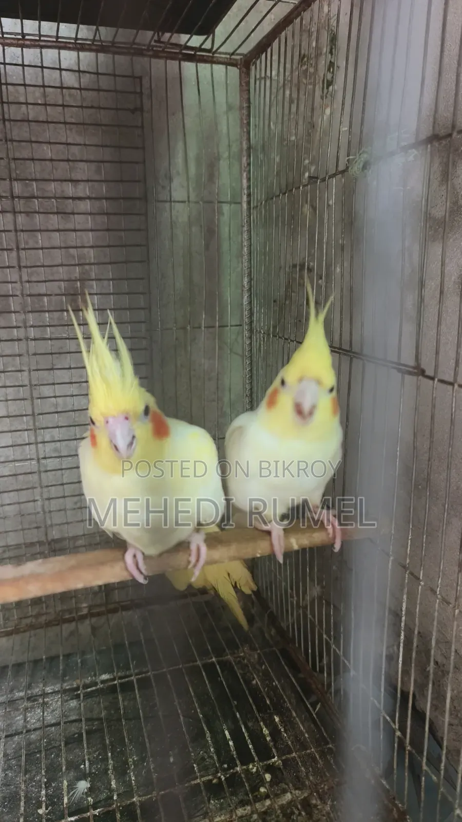Cockatiel Pair 4500 Taka