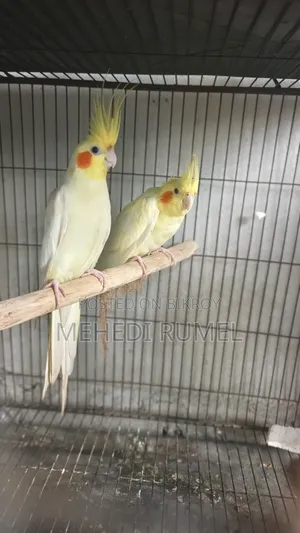 Cockatiel Pair 4500 Taka
