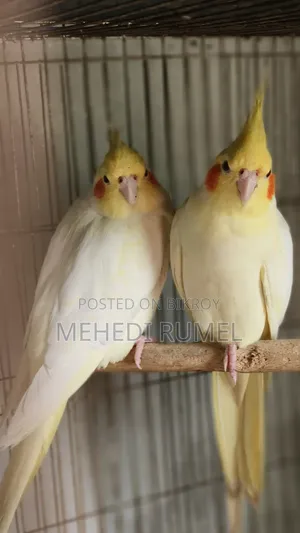 Cockatiel Pair 4500 Taka