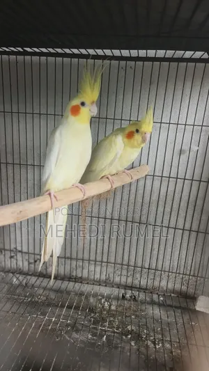 Cockatiel Pair 4500 Taka