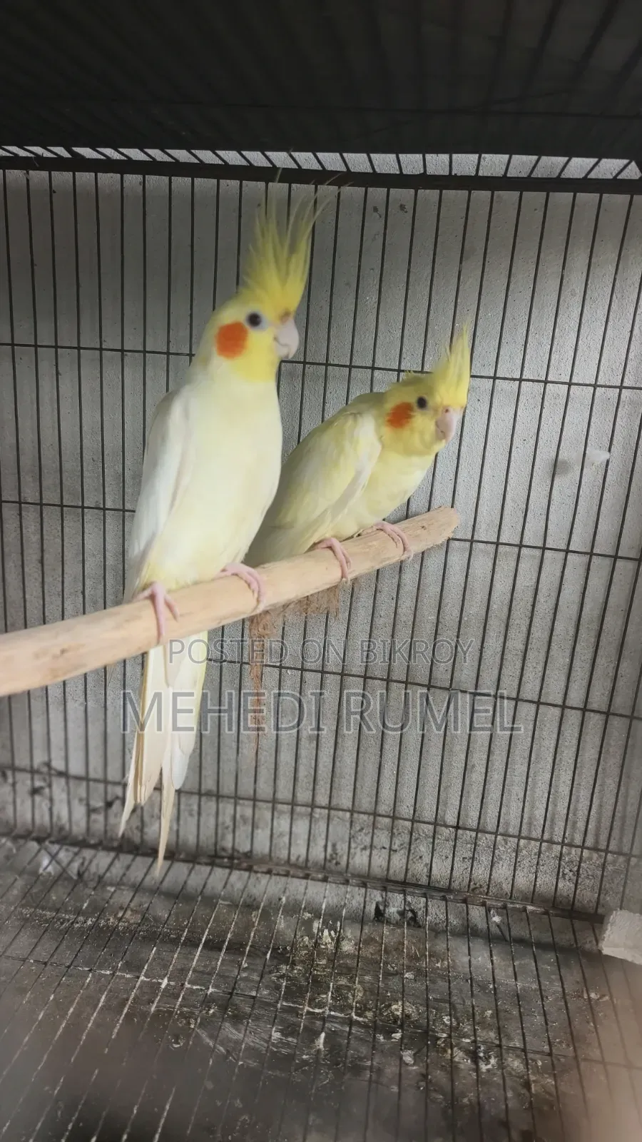 Cockatiel Pair 4500 Taka