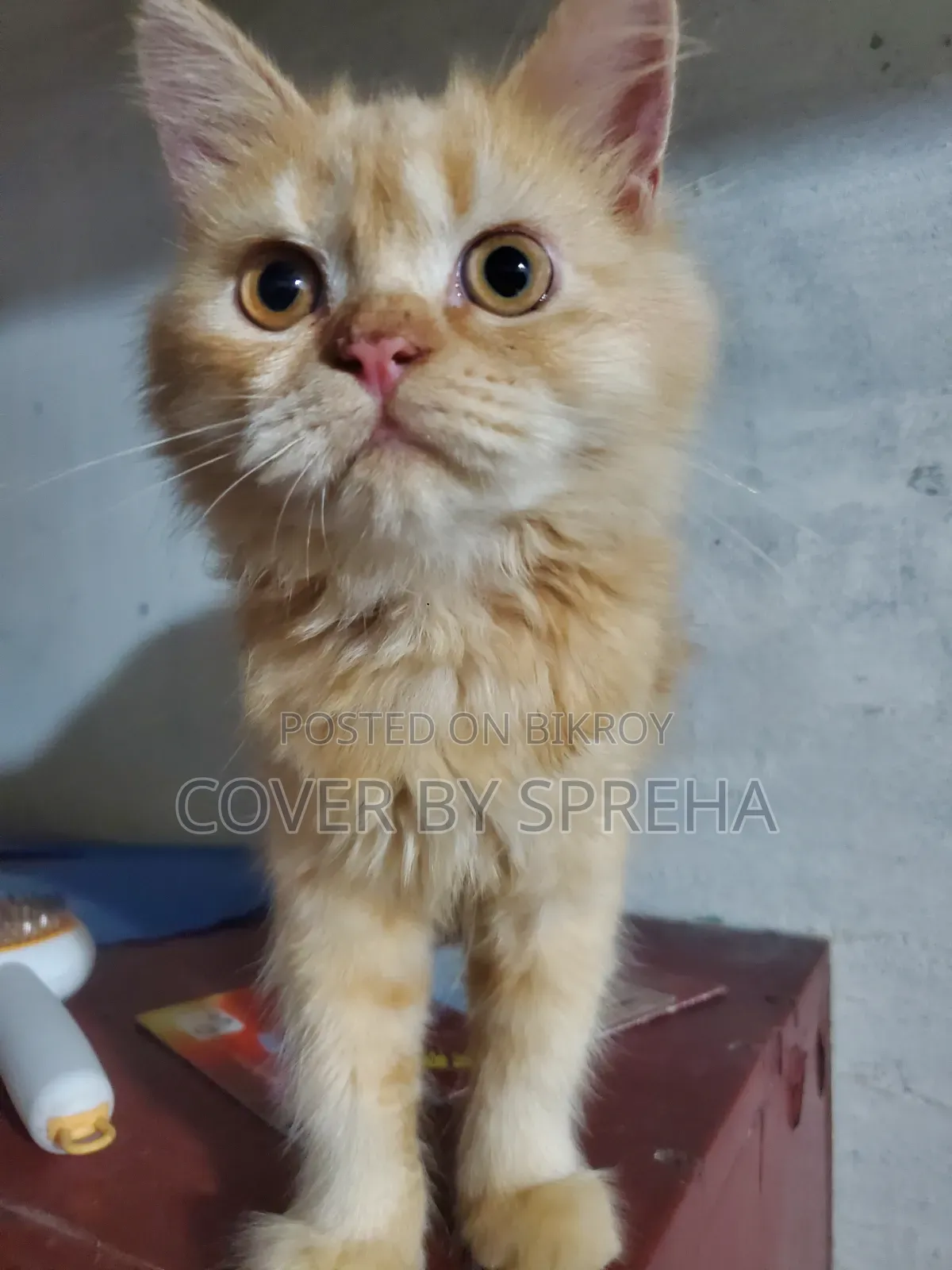 3-6 months Female Purebred Persian