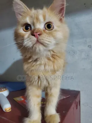3-6 months Female Purebred Persian