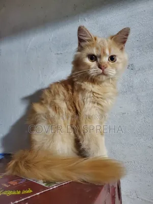3-6 months Female Purebred Persian