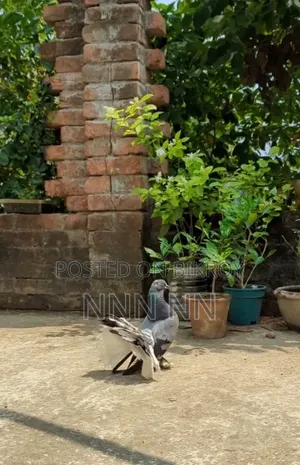 লাক্ষা সিঙ্গেল পুরুষ কবুতর